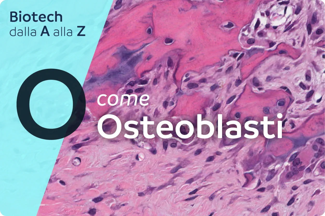Osteoblasti